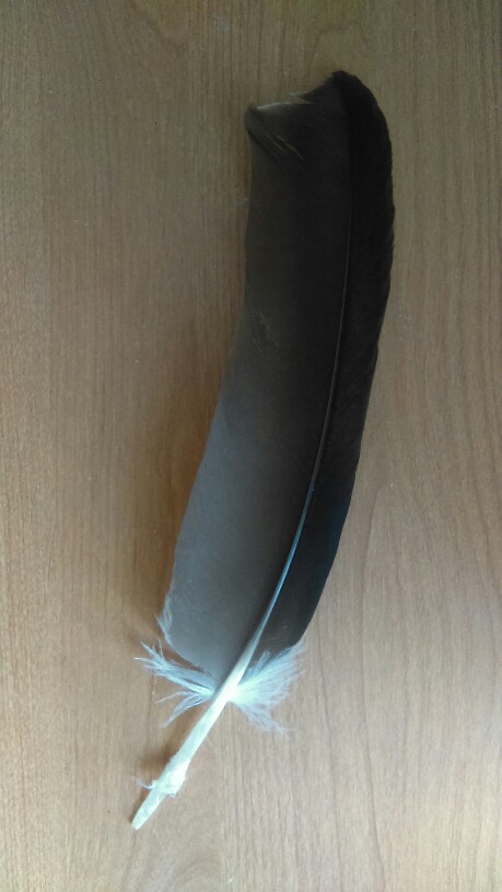 Lori's Primary Feather